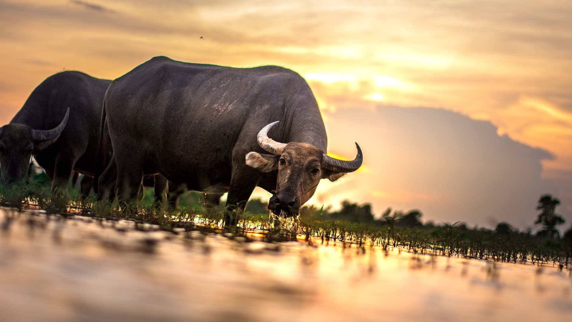 Laos