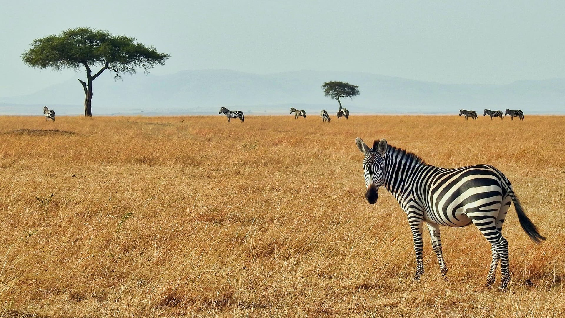 Möblierte Wohnungen in Afrika