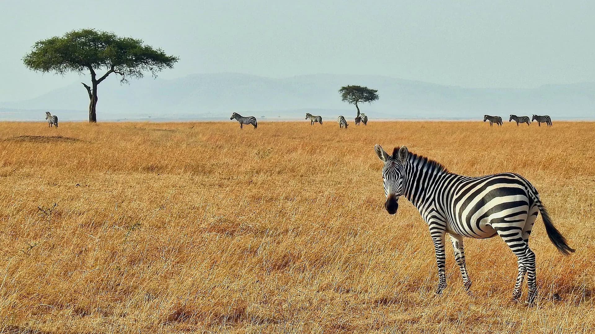 África